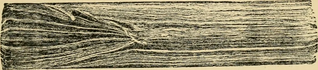 An illustration from The Locomotive, 1867, leaf 58