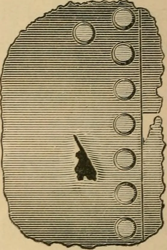 An illustration from The Locomotive, 1867, leaf 59