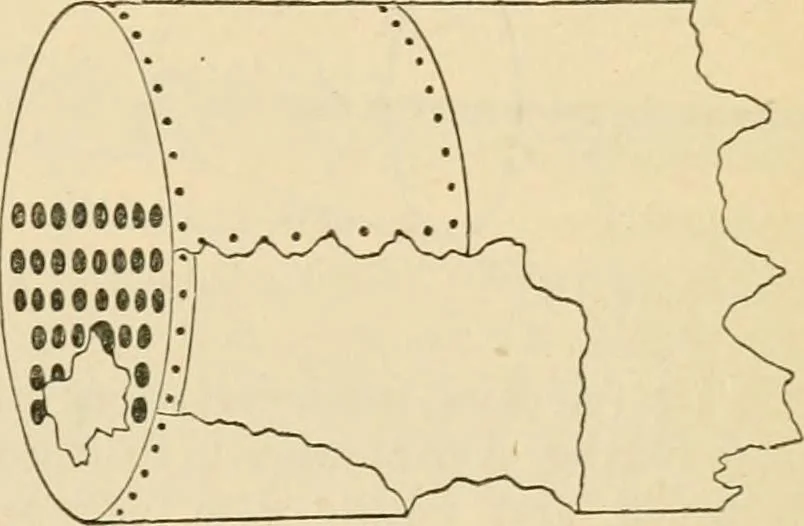 An illustration from The Locomotive, 1867, leaf 142
