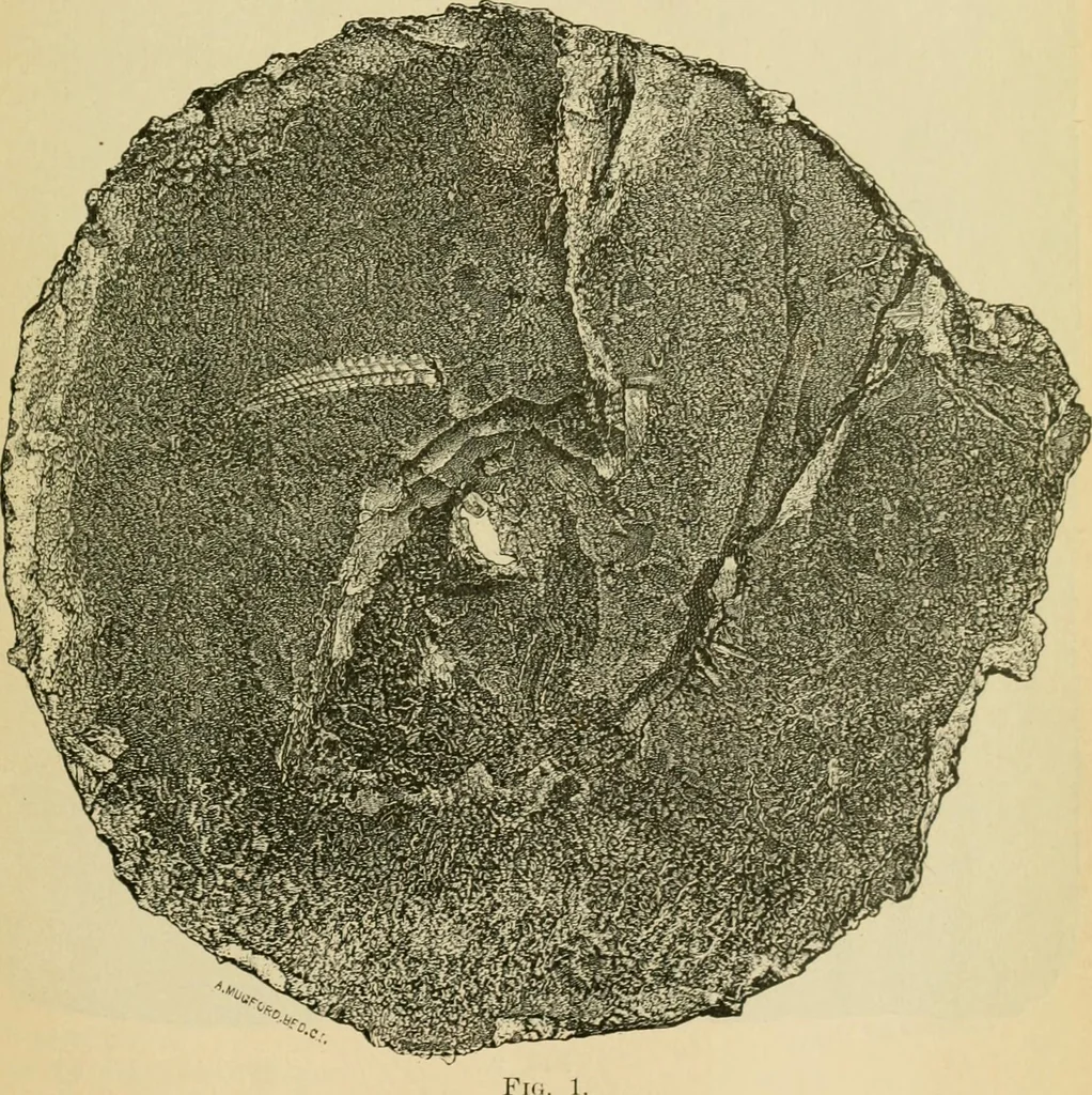 An illustration from The Locomotive, 1867, leaf 102