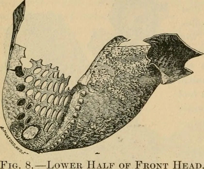 An illustration from The Locomotive, 1867, leaf 43
