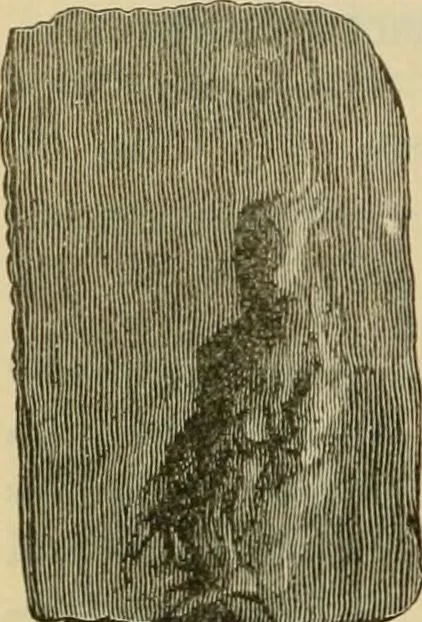 An illustration from The Locomotive, 1867, leaf 185