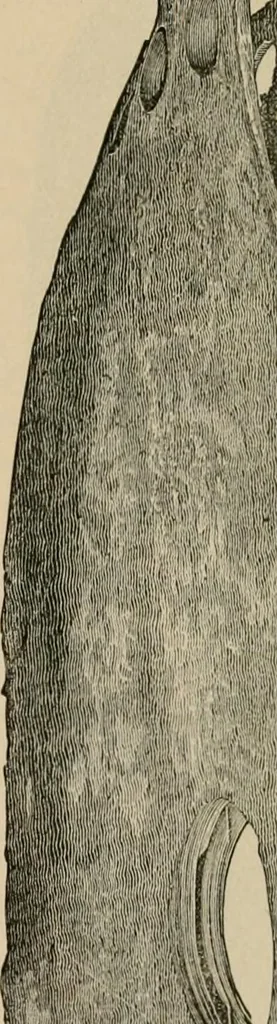 An illustration from The Locomotive, 1867, leaf 24