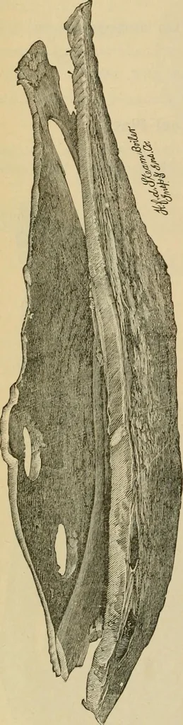 An illustration from The Locomotive, 1867, leaf 25