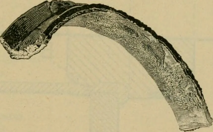 An illustration from The Locomotive, 1867, leaf 56