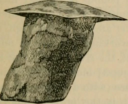An illustration from The Locomotive, 1867, leaf 56