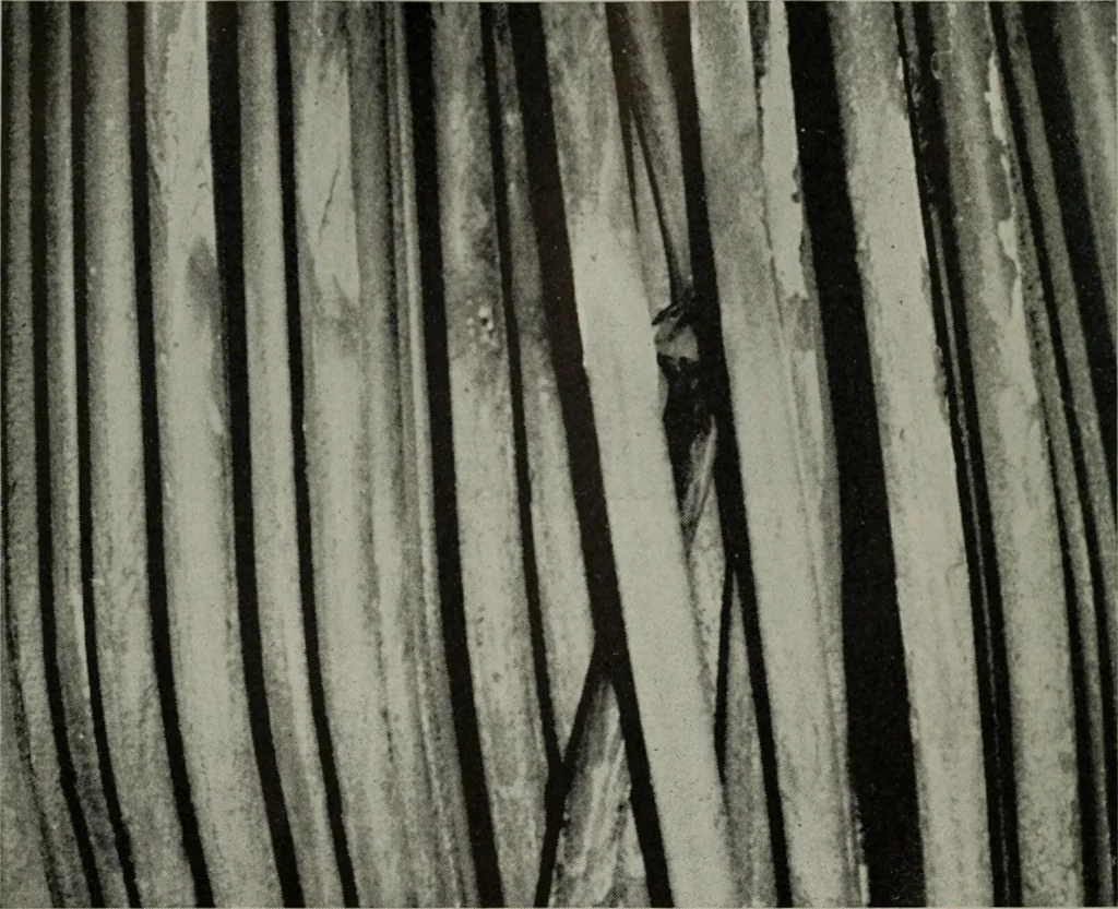 An illustration from The Locomotive, 1867, leaf 113