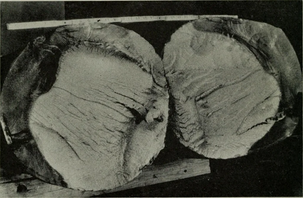 An illustration from The Locomotive, 1867, leaf 231