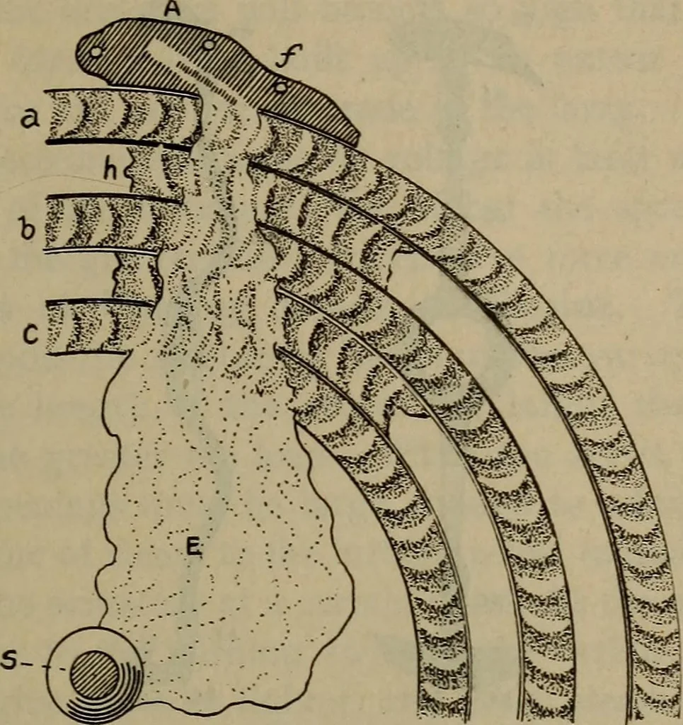 An illustration from Locomotive text for engineers and firemen; a complete treatise on the engine, electric head-light and standard code of train rules, 1908, leaf 304