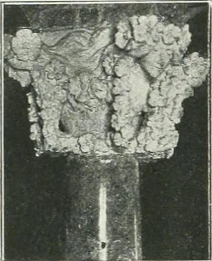 An illustration from L'oeuvre de Puig Cadafalch, architecte, 1896-1904 : architecture, décoration, mobilier, serrurerie, carrelages, &c, &, 1904, leaf 129