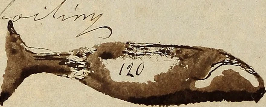An illustration from [Logbook of the Nassau (Ship : 1824-1865) of New Bedford, Mass., mastered by J.W. White, kept by H.C. Murdock on voyage 5 Aug. 1850-22 May 1853], 1850, leaf 111