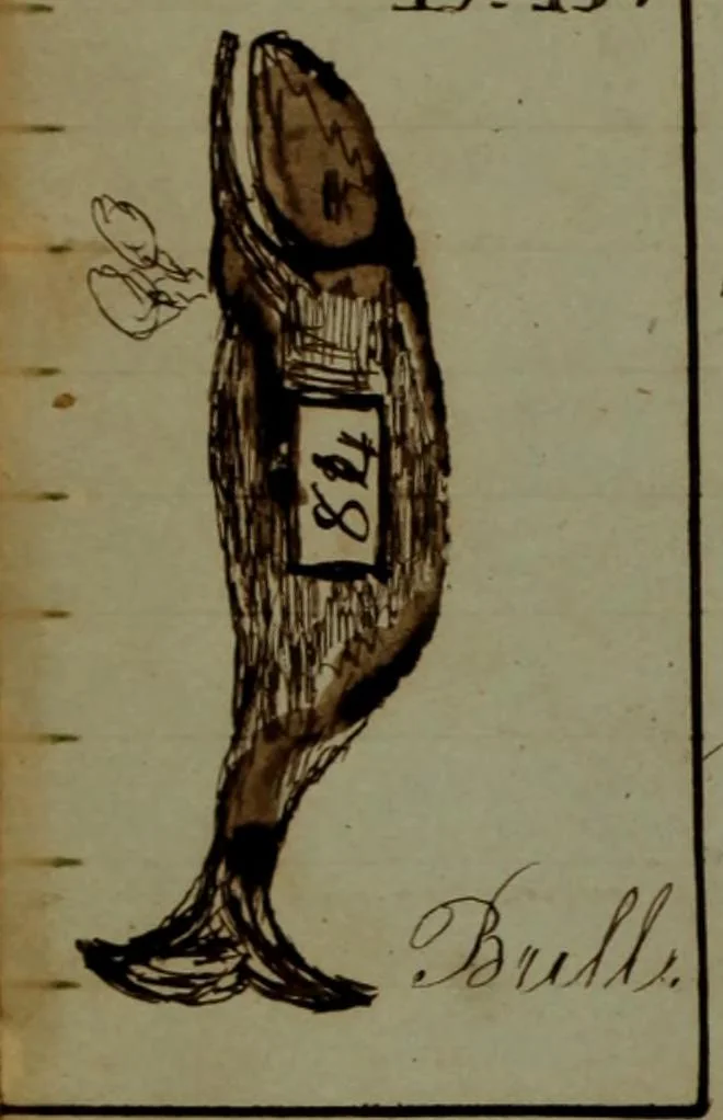 An illustration from [Logbook of the Saratoga (Ship) of New Bedford, Mass.; mastered by Frederick Slocum, kept by Washington Fosdick, on voyage from 3 Nov. 1856-1 June 1860], 1857, leaf 11