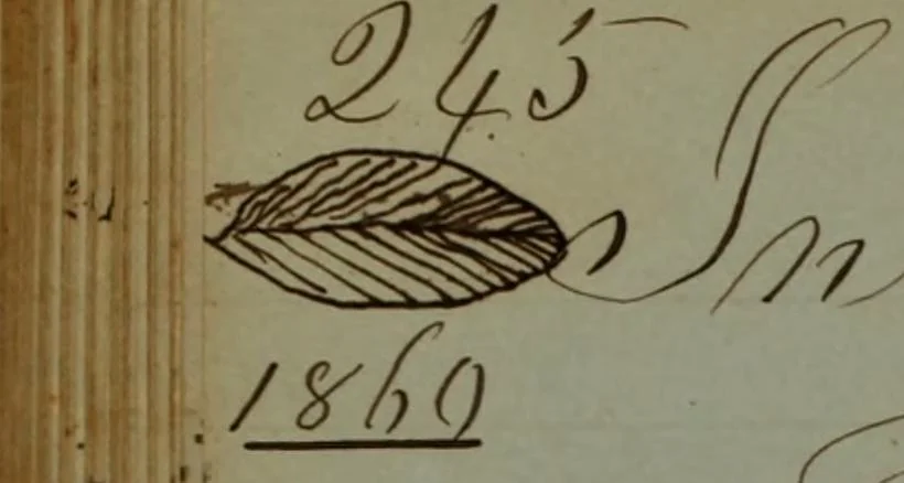 An illustration from [Logbook of the Saratoga (Ship) of New Bedford, Mass.; mastered by Frederick Slocum, kept by Washington Fosdick, on voyage from 3 Nov. 1856-1 June 1860], 1857, leaf 249
