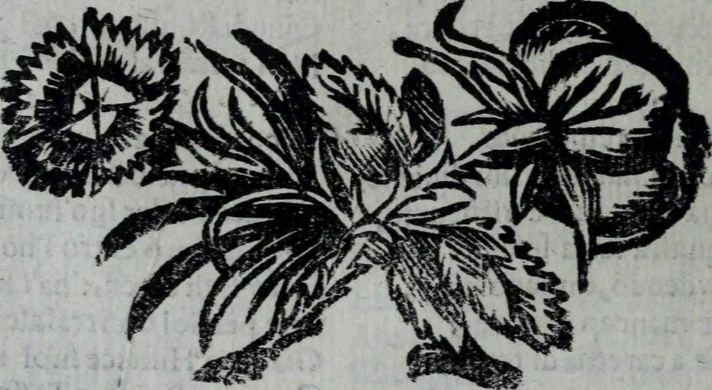 An illustration from L'Olivastro, overo, Il poeta sfortvnato : poema fantastico, 1642, leaf 119