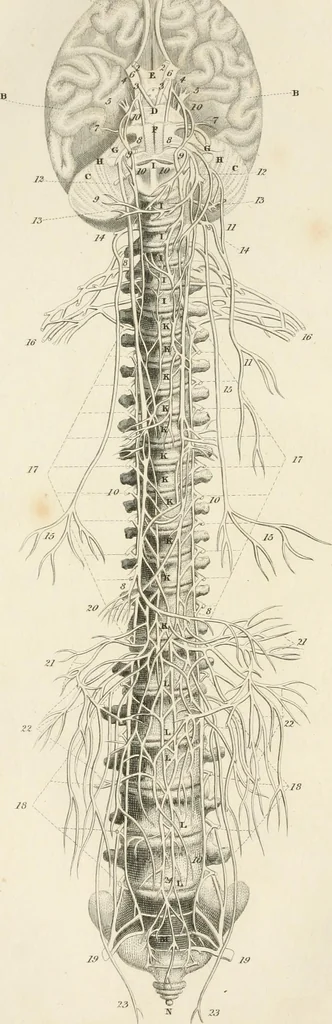 An illustration from A London encyclopaedia, or universal dictionary of science, art, literature and practical mechanics : comprising a popular view of the present state of knowledge : illustrated by numerous engravings, a general atlas, and appropriate diagrams, 1829, leaf 251