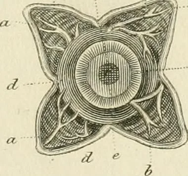 An illustration from A London encyclopaedia, or universal dictionary of science, art, literature and practical mechanics : comprising a popular view of the present state of knowledge : illustrated by numerous engravings, a general atlas, and appropriate diagrams, 1829, leaf 254