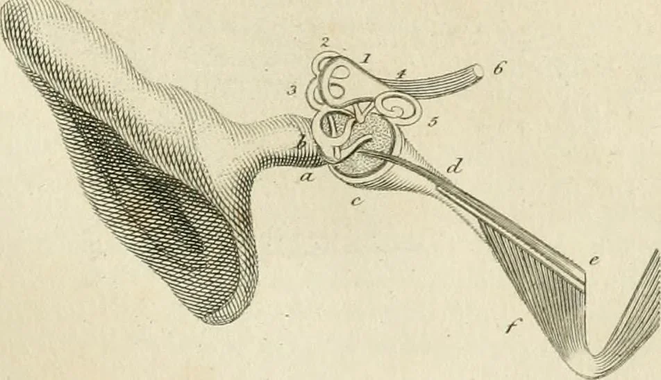 An illustration from A London encyclopaedia, or universal dictionary of science, art, literature and practical mechanics : comprising a popular view of the present state of knowledge : illustrated by numerous engravings, a general atlas, and appropriate diagrams, 1829, leaf 254
