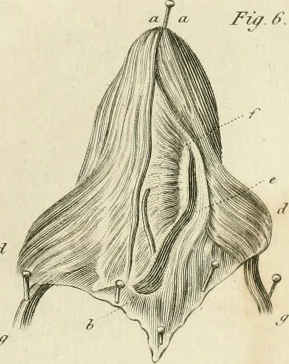An illustration from A London encyclopaedia, or universal dictionary of science, art, literature and practical mechanics : comprising a popular view of the present state of knowledge : illustrated by numerous engravings, a general atlas, and appropriate diagrams, 1829, leaf 254