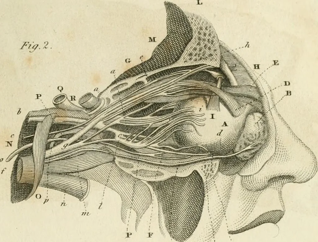 An illustration from A London encyclopaedia, or universal dictionary of science, art, literature and practical mechanics : comprising a popular view of the present state of knowledge : illustrated by numerous engravings, a general atlas, and appropriate diagrams, 1829, leaf 254