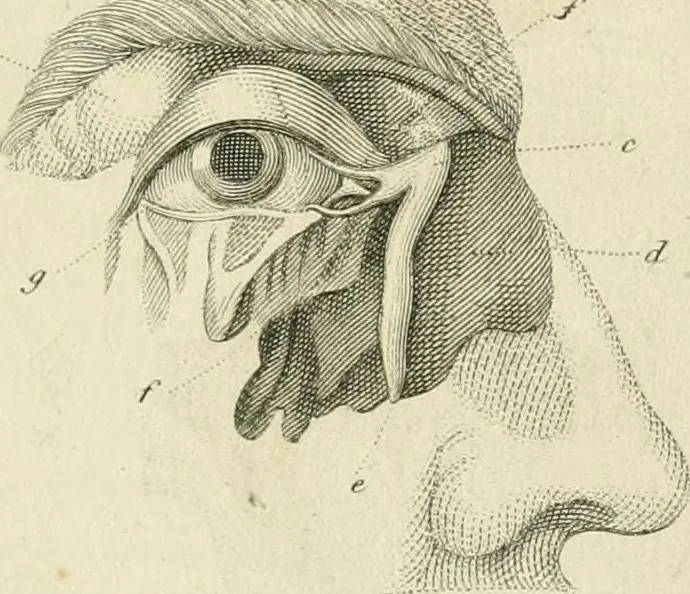 An illustration from A London encyclopaedia, or universal dictionary of science, art, literature and practical mechanics : comprising a popular view of the present state of knowledge : illustrated by numerous engravings, a general atlas, and appropriate diagrams, 1829, leaf 254