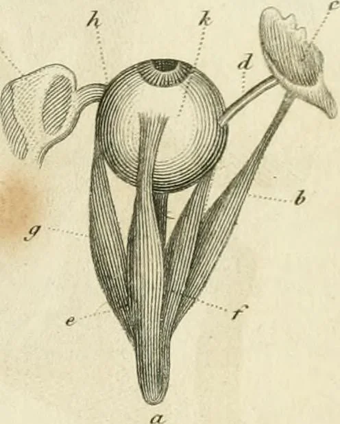 An illustration from A London encyclopaedia, or universal dictionary of science, art, literature and practical mechanics : comprising a popular view of the present state of knowledge : illustrated by numerous engravings, a general atlas, and appropriate diagrams, 1829, leaf 254