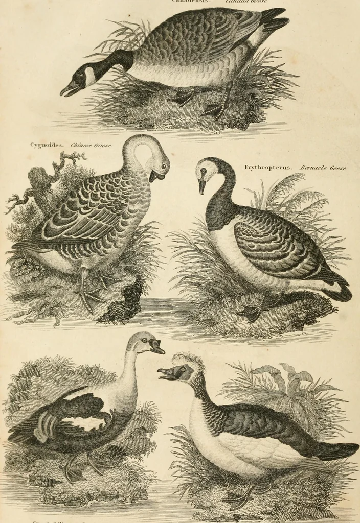 An illustration from A London encyclopaedia, or universal dictionary of science, art, literature and practical mechanics : comprising a popular view of the present state of knowledge : illustrated by numerous engravings, a general atlas, and appropriate diagrams, 1829, leaf 379