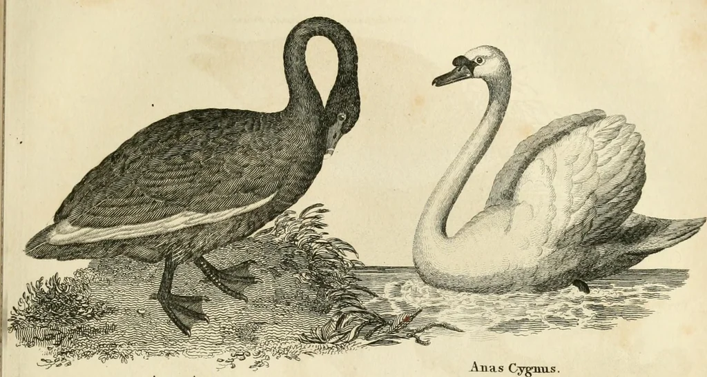 An illustration from A London encyclopaedia, or universal dictionary of science, art, literature and practical mechanics : comprising a popular view of the present state of knowledge : illustrated by numerous engravings, a general atlas, and appropriate diagrams, 1829, leaf 380