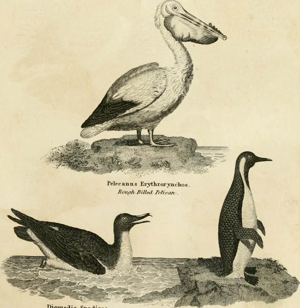 An illustration from A London encyclopaedia, or universal dictionary of science, art, literature and practical mechanics : comprising a popular view of the present state of knowledge : illustrated by numerous engravings, a general atlas, and appropriate diagrams, 1829, leaf 380