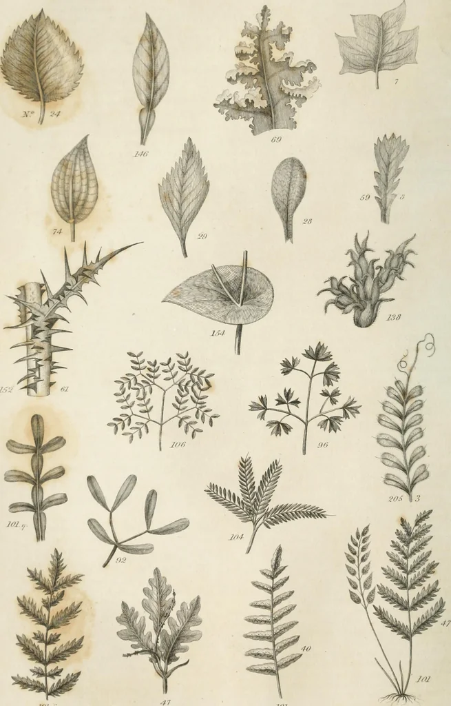 An illustration from A London encyclopaedia, or universal dictionary of science, art, literature and practical mechanics : comprising a popular view of the present state of knowledge : illustrated by numerous engravings, a general atlas, and appropriate diagrams, 1829, leaf 431