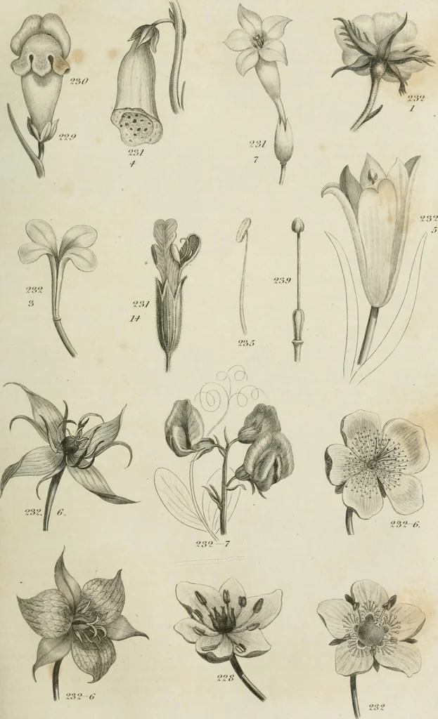 An illustration from A London encyclopaedia, or universal dictionary of science, art, literature and practical mechanics : comprising a popular view of the present state of knowledge : illustrated by numerous engravings, a general atlas, and appropriate diagrams, 1829, leaf 436