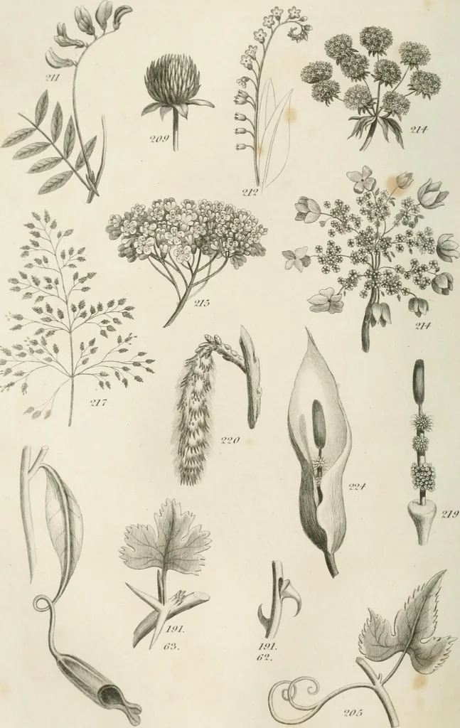 An illustration from A London encyclopaedia, or universal dictionary of science, art, literature and practical mechanics : comprising a popular view of the present state of knowledge : illustrated by numerous engravings, a general atlas, and appropriate diagrams, 1829, leaf 439