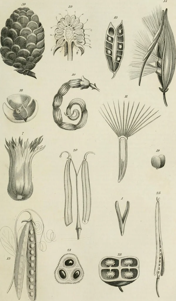 An illustration from A London encyclopaedia, or universal dictionary of science, art, literature and practical mechanics : comprising a popular view of the present state of knowledge : illustrated by numerous engravings, a general atlas, and appropriate diagrams, 1829, leaf 448