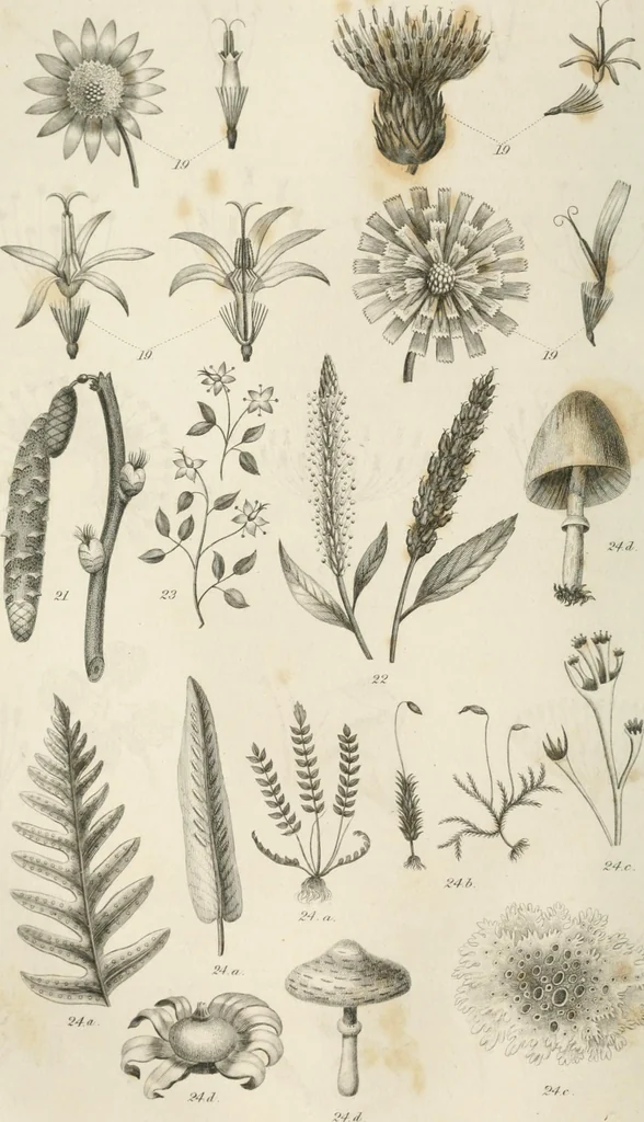 An illustration from A London encyclopaedia, or universal dictionary of science, art, literature and practical mechanics : comprising a popular view of the present state of knowledge : illustrated by numerous engravings, a general atlas, and appropriate diagrams, 1829, leaf 453