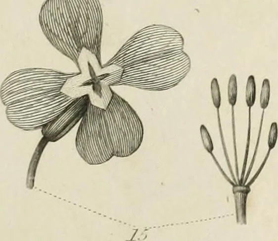An illustration from A London encyclopaedia, or universal dictionary of science, art, literature and practical mechanics : comprising a popular view of the present state of knowledge : illustrated by numerous engravings, a general atlas, and appropriate diagrams, 1829, leaf 454