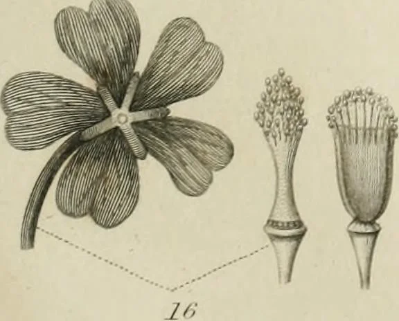 An illustration from A London encyclopaedia, or universal dictionary of science, art, literature and practical mechanics : comprising a popular view of the present state of knowledge : illustrated by numerous engravings, a general atlas, and appropriate diagrams, 1829, leaf 454