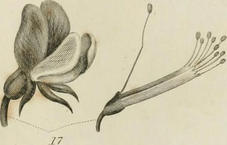 An illustration from A London encyclopaedia, or universal dictionary of science, art, literature and practical mechanics : comprising a popular view of the present state of knowledge : illustrated by numerous engravings, a general atlas, and appropriate diagrams, 1829, leaf 454