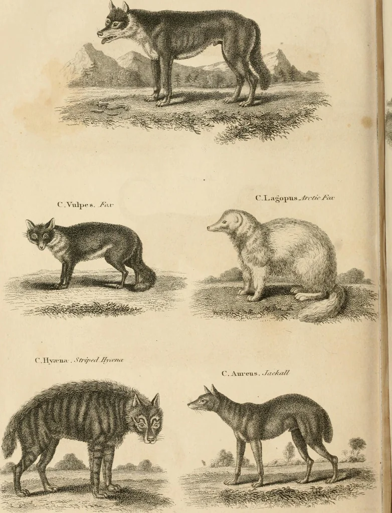 An illustration from A London encyclopaedia, or universal dictionary of science, art, literature and practical mechanics : comprising a popular view of the present state of knowledge : illustrated by numerous engravings, a general atlas, and appropriate diagrams, 1829, leaf 107