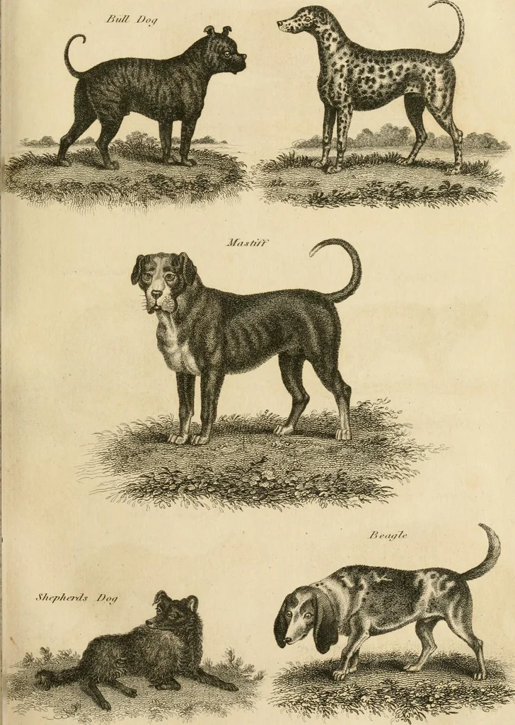 An illustration from A London encyclopaedia, or universal dictionary of science, art, literature and practical mechanics : comprising a popular view of the present state of knowledge : illustrated by numerous engravings, a general atlas, and appropriate diagrams, 1829, leaf 108