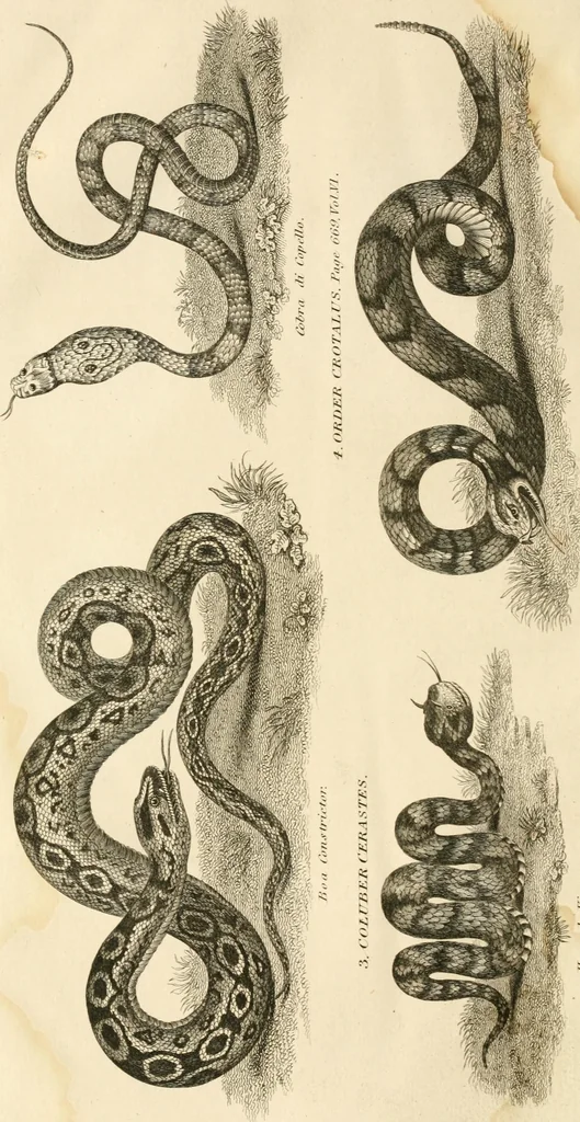 An illustration from A London encyclopaedia, or universal dictionary of science, art, literature and practical mechanics : comprising a popular view of the present state of knowledge : illustrated by numerous engravings, a general atlas, and appropriate diagrams, 1829, leaf 237