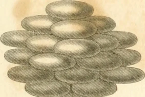 An illustration from A London encyclopaedia, or universal dictionary of science, art, literature and practical mechanics : comprising a popular view of the present state of knowledge : illustrated by numerous engravings, a general atlas, and appropriate diagrams, 1829, leaf 736