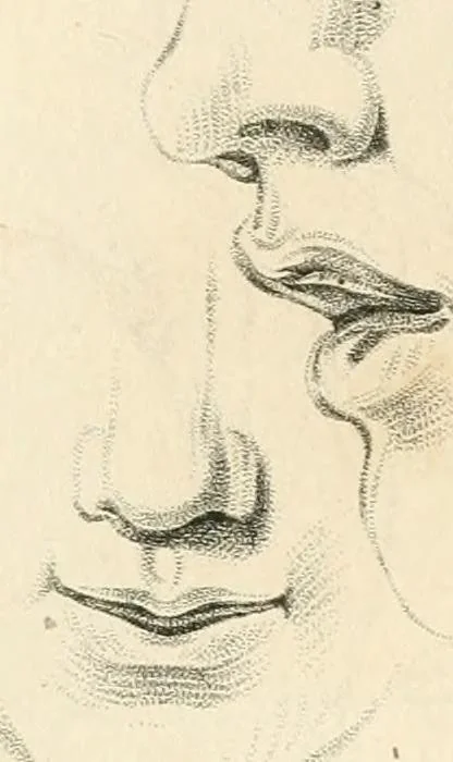 An illustration from A London encyclopaedia, or universal dictionary of science, art, literature and practical mechanics : comprising a popular view of the present state of knowledge : illustrated by numerous engravings, a general atlas, and appropriate diagrams, 1829, leaf 505