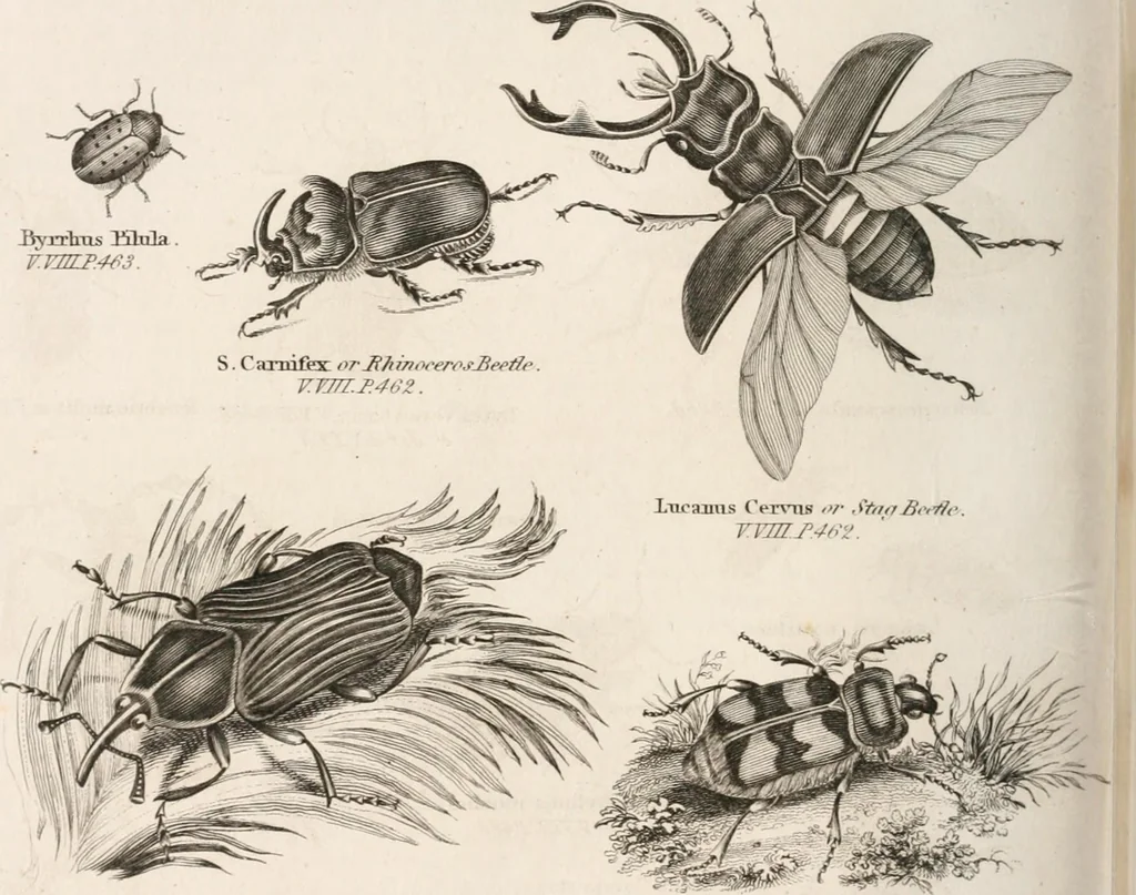 An illustration from A London encyclopaedia, or universal dictionary of science, art, literature and practical mechanics : comprising a popular view of the present state of knowledge : illustrated by numerous engravings, a general atlas, and appropriate diagrams, 1829, leaf 477