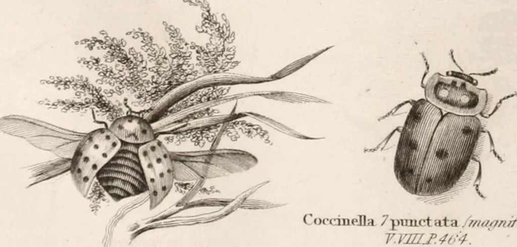 An illustration from A London encyclopaedia, or universal dictionary of science, art, literature and practical mechanics : comprising a popular view of the present state of knowledge : illustrated by numerous engravings, a general atlas, and appropriate diagrams, 1829, leaf 477