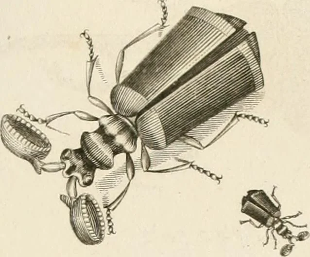 An illustration from A London encyclopaedia, or universal dictionary of science, art, literature and practical mechanics : comprising a popular view of the present state of knowledge : illustrated by numerous engravings, a general atlas, and appropriate diagrams, 1829, leaf 478