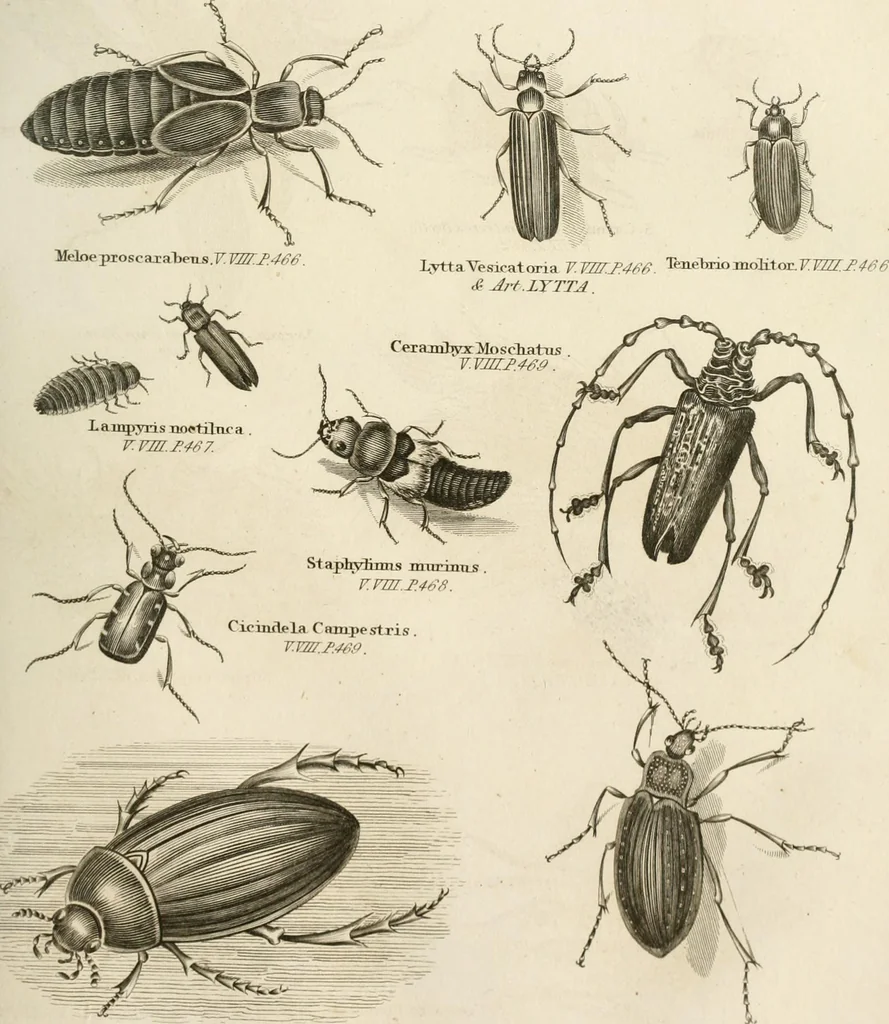 An illustration from A London encyclopaedia, or universal dictionary of science, art, literature and practical mechanics : comprising a popular view of the present state of knowledge : illustrated by numerous engravings, a general atlas, and appropriate diagrams, 1829, leaf 478