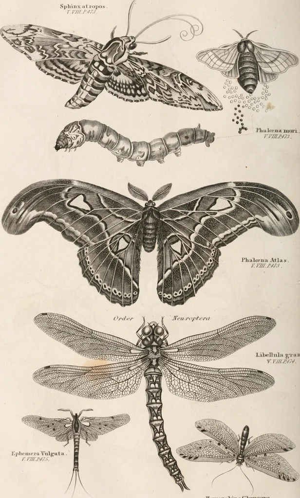 An illustration from A London encyclopaedia, or universal dictionary of science, art, literature and practical mechanics : comprising a popular view of the present state of knowledge : illustrated by numerous engravings, a general atlas, and appropriate diagrams, 1829, leaf 481
