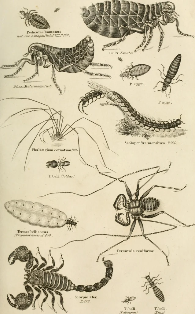 An illustration from A London encyclopaedia, or universal dictionary of science, art, literature and practical mechanics : comprising a popular view of the present state of knowledge : illustrated by numerous engravings, a general atlas, and appropriate diagrams, 1829, leaf 484