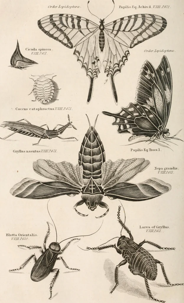 An illustration from A London encyclopaedia, or universal dictionary of science, art, literature and practical mechanics : comprising a popular view of the present state of knowledge : illustrated by numerous engravings, a general atlas, and appropriate diagrams, 1829, leaf 487