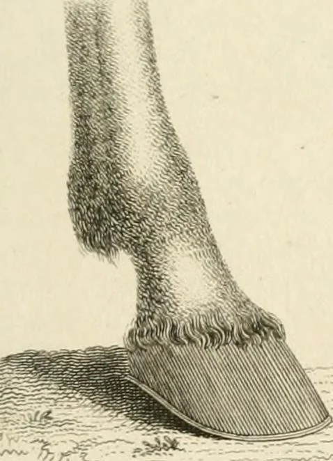 An illustration from A London encyclopaedia, or universal dictionary of science, art, literature and practical mechanics : comprising a popular view of the present state of knowledge : illustrated by numerous engravings, a general atlas, and appropriate diagrams, 1829, leaf 86