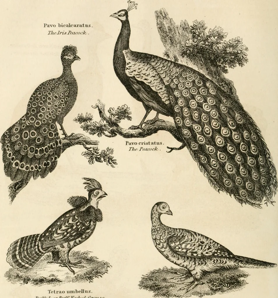An illustration from A London encyclopaedia, or universal dictionary of science, art, literature and practical mechanics : comprising a popular view of the present state of knowledge : illustrated by numerous engravings, a general atlas, and appropriate diagrams, 1829, leaf 371